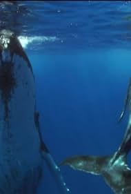 &quot;Planet Earth&quot; Shallow Seas