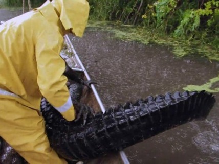 "Swamp People" Beat the Clock Technical Specifications