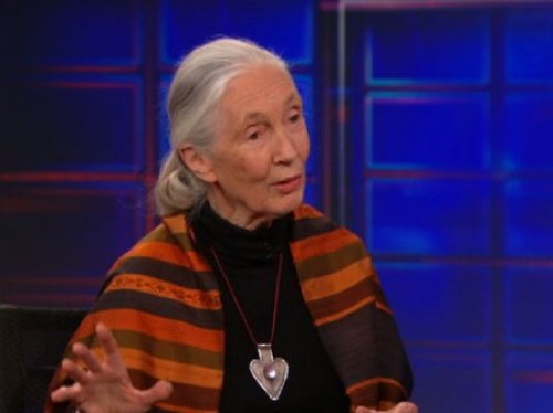 "The Daily Show" Jane Goodall