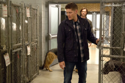 "Supernatural" Dog Dean Afternoon Technical Specifications