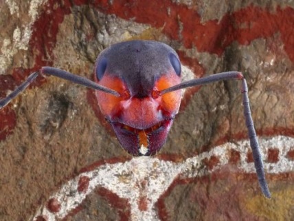 "Ancient Aliens" Aliens and Insects Technical Specifications