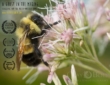 A Ghost in the Making: Searching for the Rusty-patched Bumble Bee | ShotOnWhat?